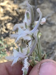 Delphinium wootonii