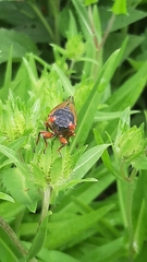 Magicicada septendecim