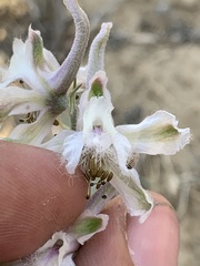 Delphinium wootonii