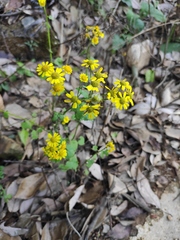Sinosenecio oldhamianus