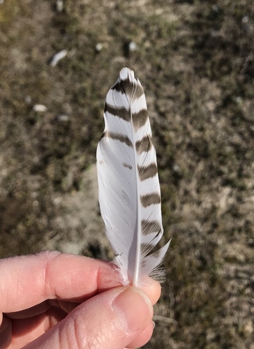Plume de Pluvier argenté