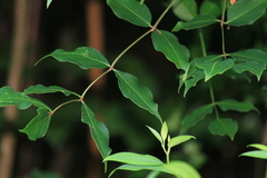 Staphylea japonica