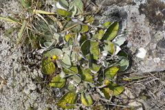 Brachyglottis haastii
