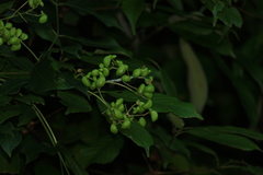 Staphylea japonica