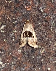 Tripudia rectangula