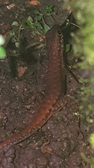 Sphenomorphus sabanus