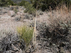 Caulanthus crassicaulis