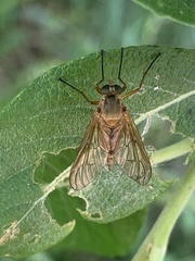 Rhagio lineola