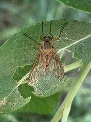 Rhagio lineola