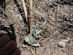 Caulanthus crassicaulis