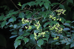 Staphylea japonica