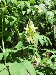 Lathyrus laevigatus occidentalis