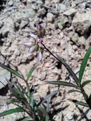 Polygala tenuifolia