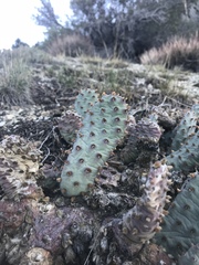 Opuntia basilaris brachyclada