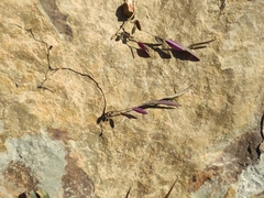 Polygala tenuifolia