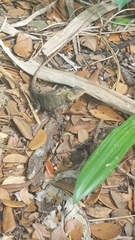 Calotes versicolor