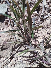 Polygala tenuifolia