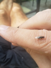 Caloparyphus tetraspilus