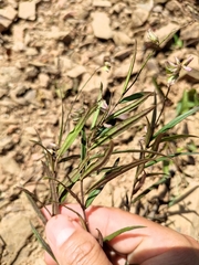 Polygala tenuifolia