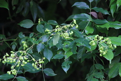 Staphylea japonica