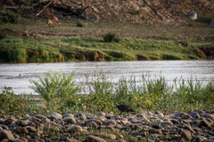 Numida meleagris mitratus