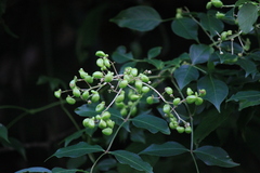 Staphylea japonica