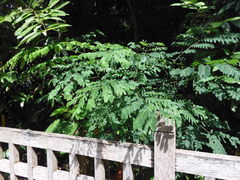 Polyura hebe plautus