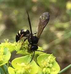 Argogorytes mystaceus