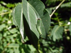 Polyura hebe plautus