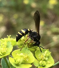 Argogorytes mystaceus