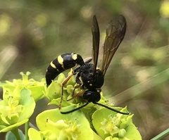 Argogorytes mystaceus
