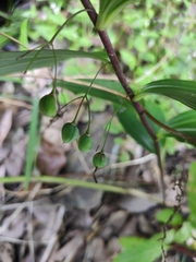 Polygonatum cyrtonema