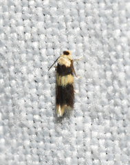 Stigmella nigriverticella