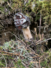 Verpa bohemica