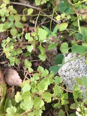 Veronica panormitana