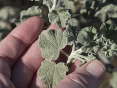 Malacothamnus helleri