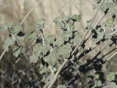 Malacothamnus helleri