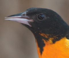 Icterus bullockii × galbula