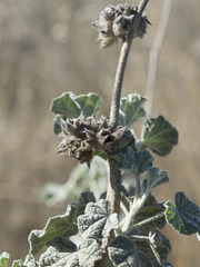 Malacothamnus helleri