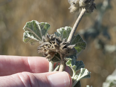 Malacothamnus helleri