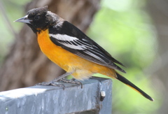 Icterus bullockii × galbula