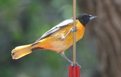 Icterus bullockii × galbula