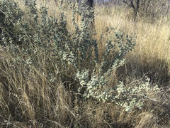 Malacothamnus helleri