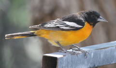 Icterus bullockii × galbula