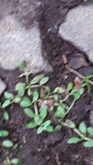 Callitriche terrestris