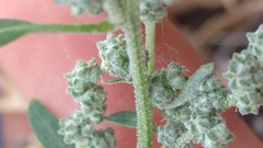 Chenopodium album