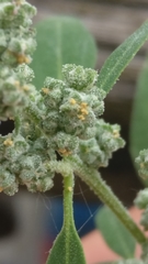 Chenopodium album