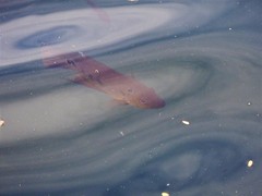 Amphilophus trimaculatus