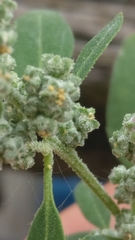 Chenopodium album