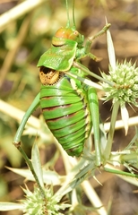 Steropleurus andalusius